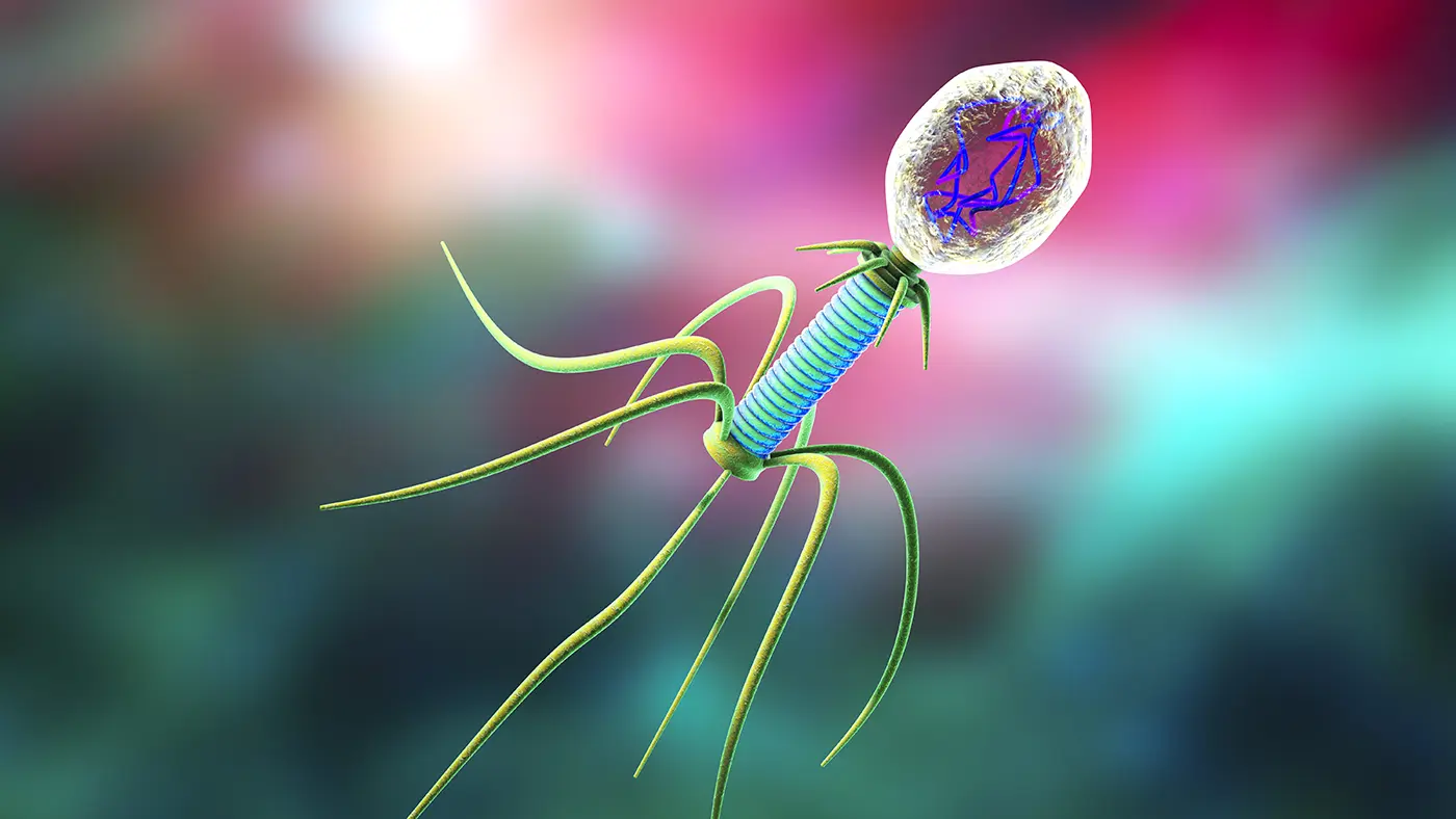 coliphage_ilustration